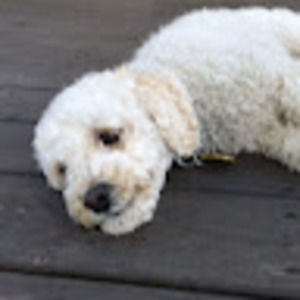 Meet your Posher, Sophia